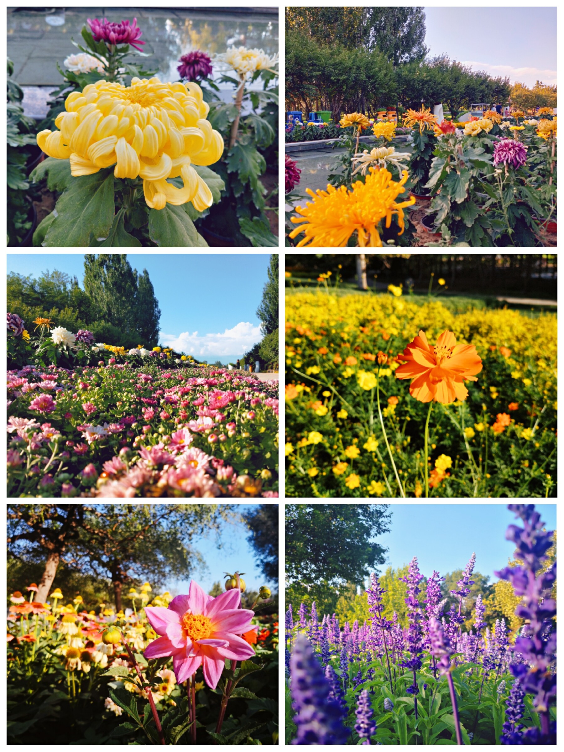 菊满蝶舞·星宿花间 第十二届北京菊花文化节华丽开幕