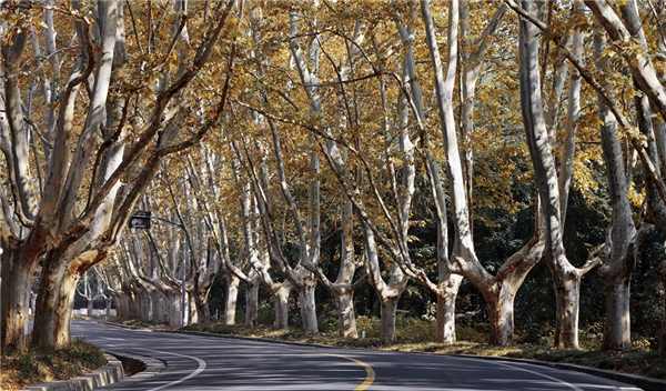 苏宁钟山国际高尔夫酒店带你领略，四季钟山一步一景