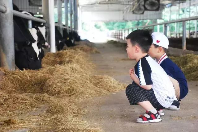 多拿牧场 用鲜活纯真缔造国民健康