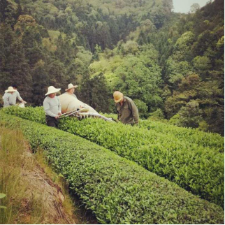 龙茗岩茶叶：直击味蕾 一口“迸发”鲜活能量