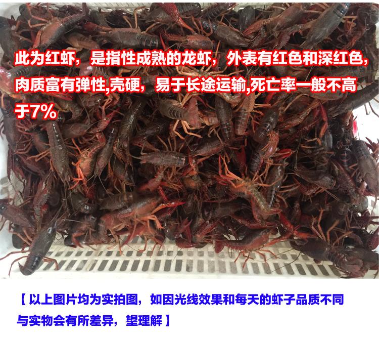 潜江小龙虾的特点是什么？潜江小龙虾的做法有哪些？