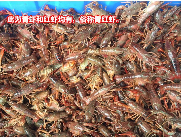 潜江小龙虾的特点是什么？潜江小龙虾的做法有哪些？