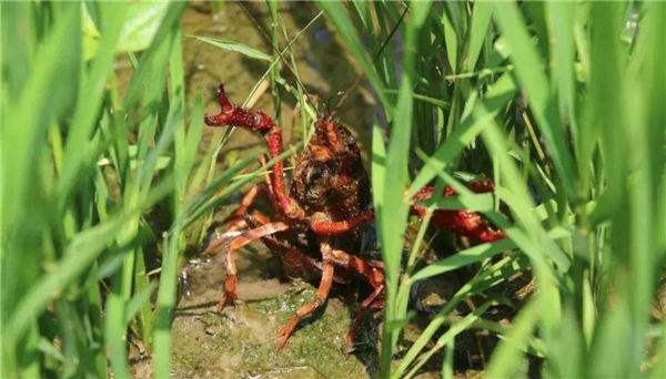 味道邱集——食味大米香飘飘