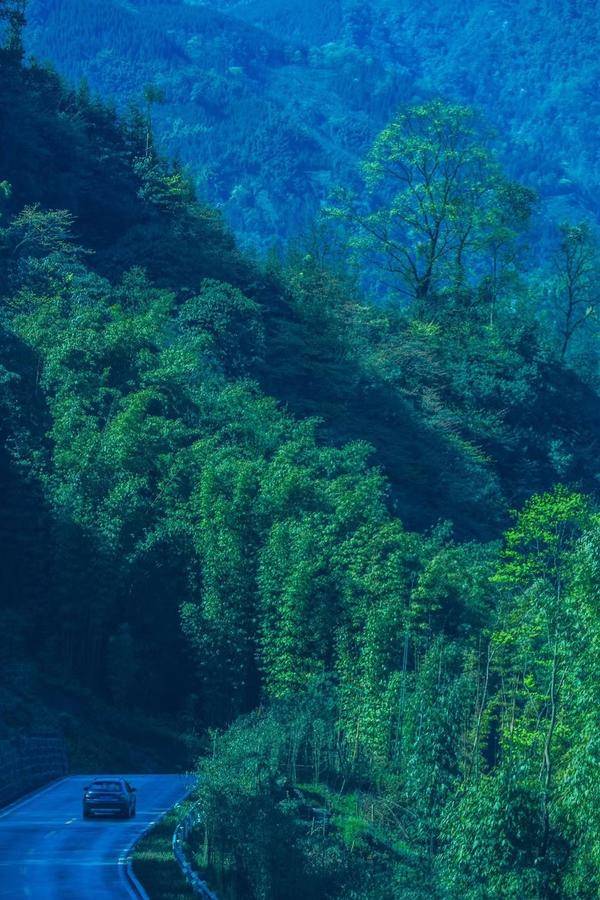 初夏寻游雅安海子山：孔雀灵韵，恐龙出没