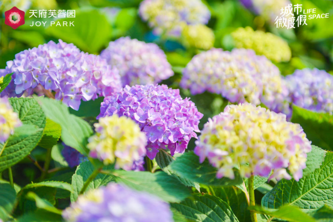 天府芙蓉园第三届房车露营节燃爆五一,焕新城市微度假“森”体验