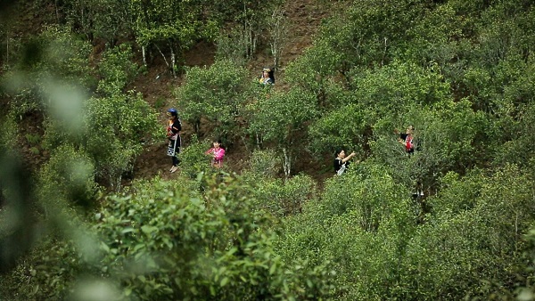 荣光岁月·传承匠心 老彬號小袋茶——六味普洱茶产品正式上市