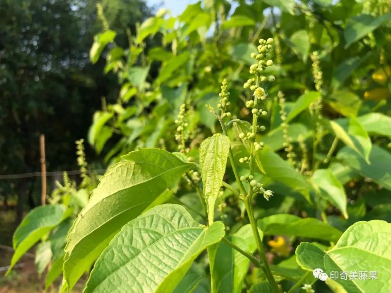 印奇美藤果油及美藤果副产物（饼粕蛋白粉）具有丰 富的营养价值及经济效益