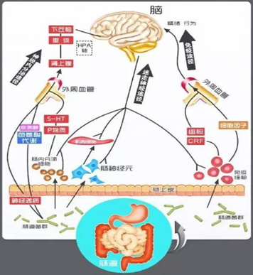 聚焦情绪健康，泛乐莱“好心情守护计划”助力国民心身健康升级