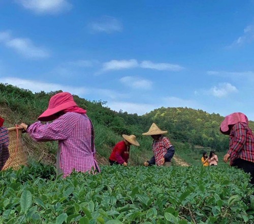 新式潮饮品牌爱泡可斩获“粤茶杯”三金，有机茶备受赞誉