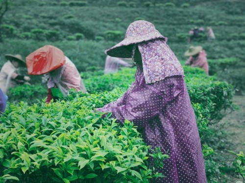 新式潮饮品牌爱泡可斩获“粤茶杯”三金，有机茶备受赞誉