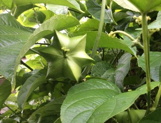 印奇美藤果油| 来自原始亚马逊流域的天然热带植物sacha inchi 美藤果