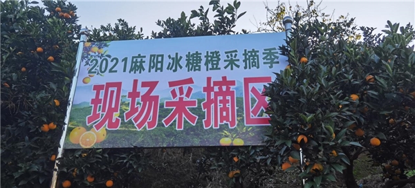 抖音音乐艺人唐艺化身品牌助农大使，2021麻阳冰糖橙采摘季正式启动