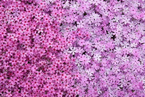 春季赏花北海道小旅行推荐：“满地樱花”的道东大空町攻略