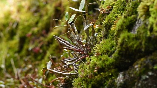 铁皮石斛行业破局 铁枫堂获批浙江省首家食药物质管理试点企业