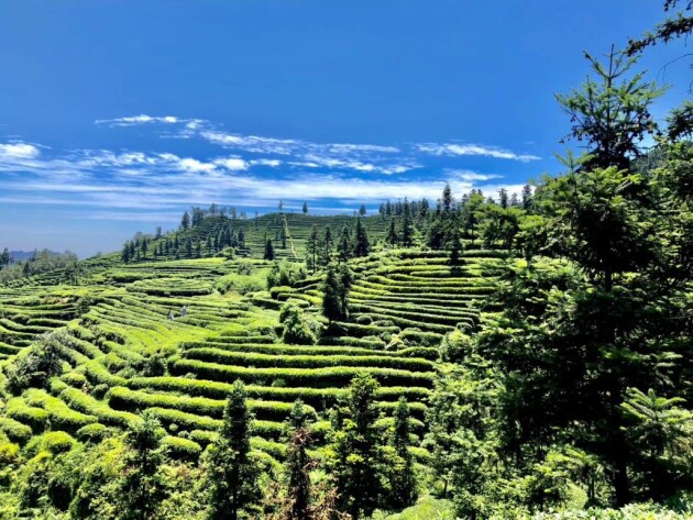 仙芝竹尖健康有机茶：高山黄金茶区，缔造川茶骄傲