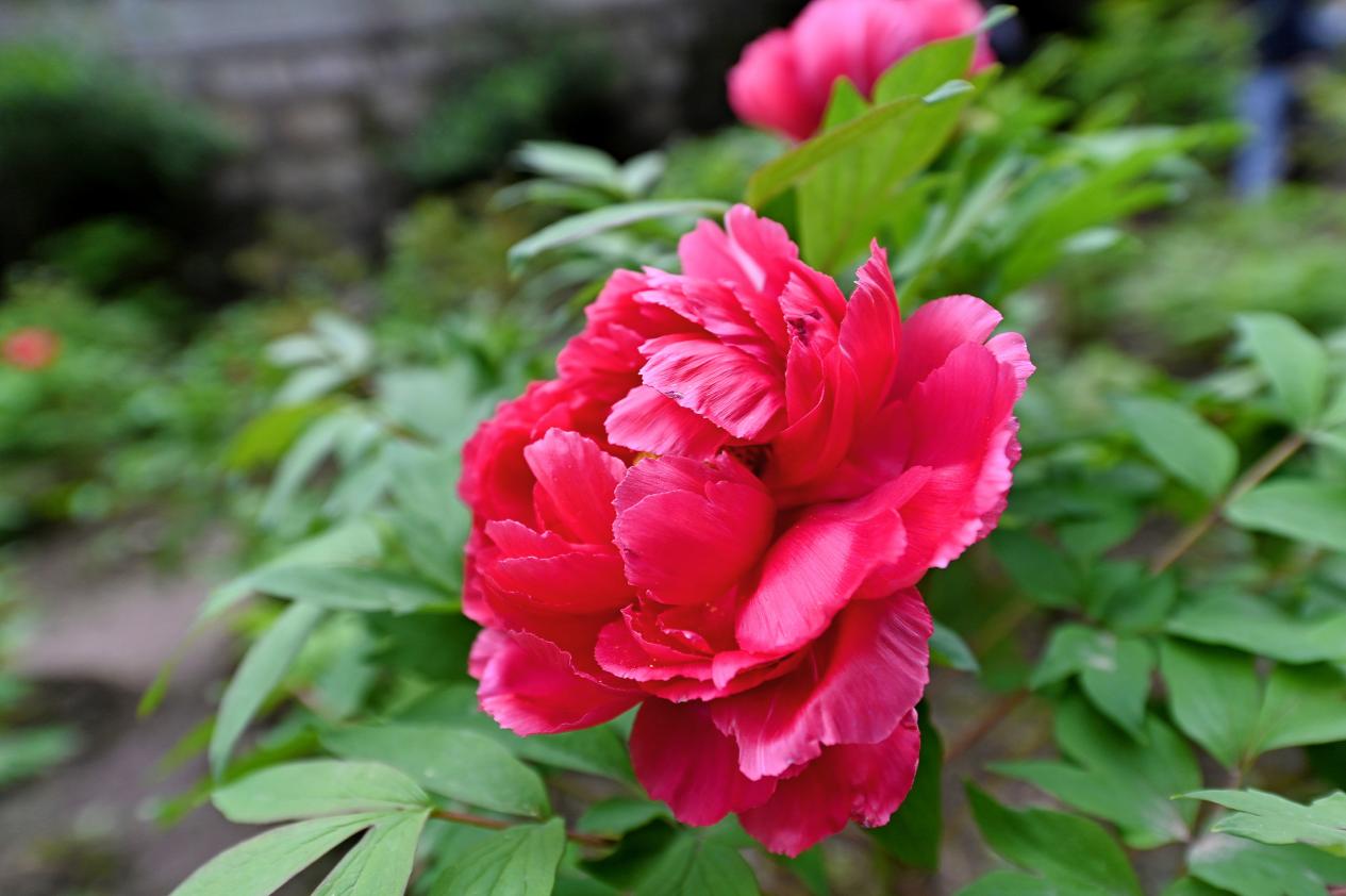 牡丹花开传神韵 国色天香迎宾来——2022年彭州第38届天彭牡丹花会开幕