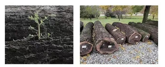 展商推荐丨渌景木业诚邀您莅临11月西安国际家具博览会