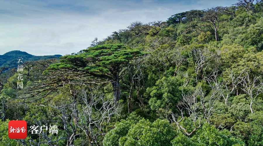 《这里是海南：秘境寻踪》第三季第十一集：云端花园
