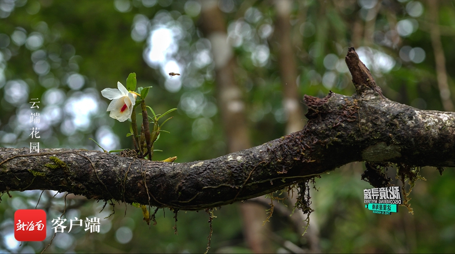 《这里是海南：秘境寻踪》第三季第十一集：云端花园