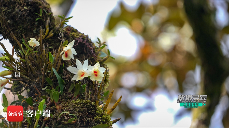 《这里是海南：秘境寻踪》第三季第十一集：云端花园