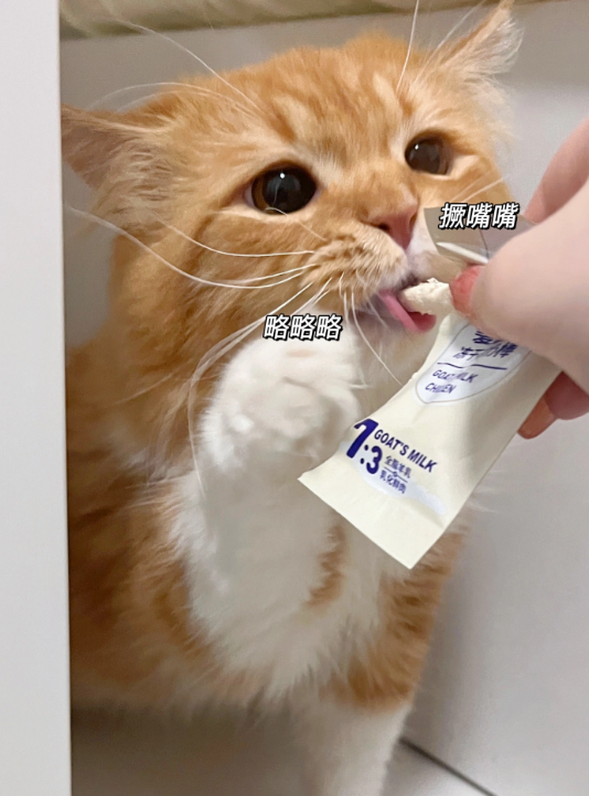 小奶猫的第一口零食 麦富迪冻干羊奶棒！