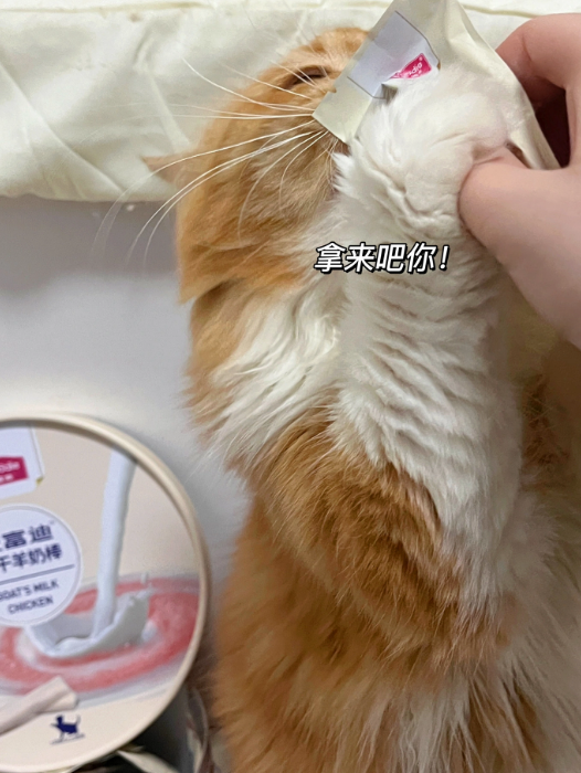 小奶猫的第一口零食 麦富迪冻干羊奶棒！