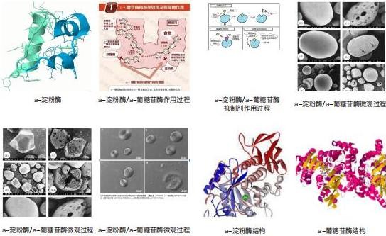 瘦身人群新福祉：一种全新的控糖控脂方式