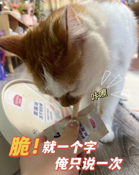 到底是什么东西让小猫咪日思夜想？