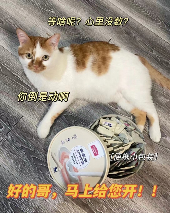 到底是什么东西让小猫咪日思夜想？