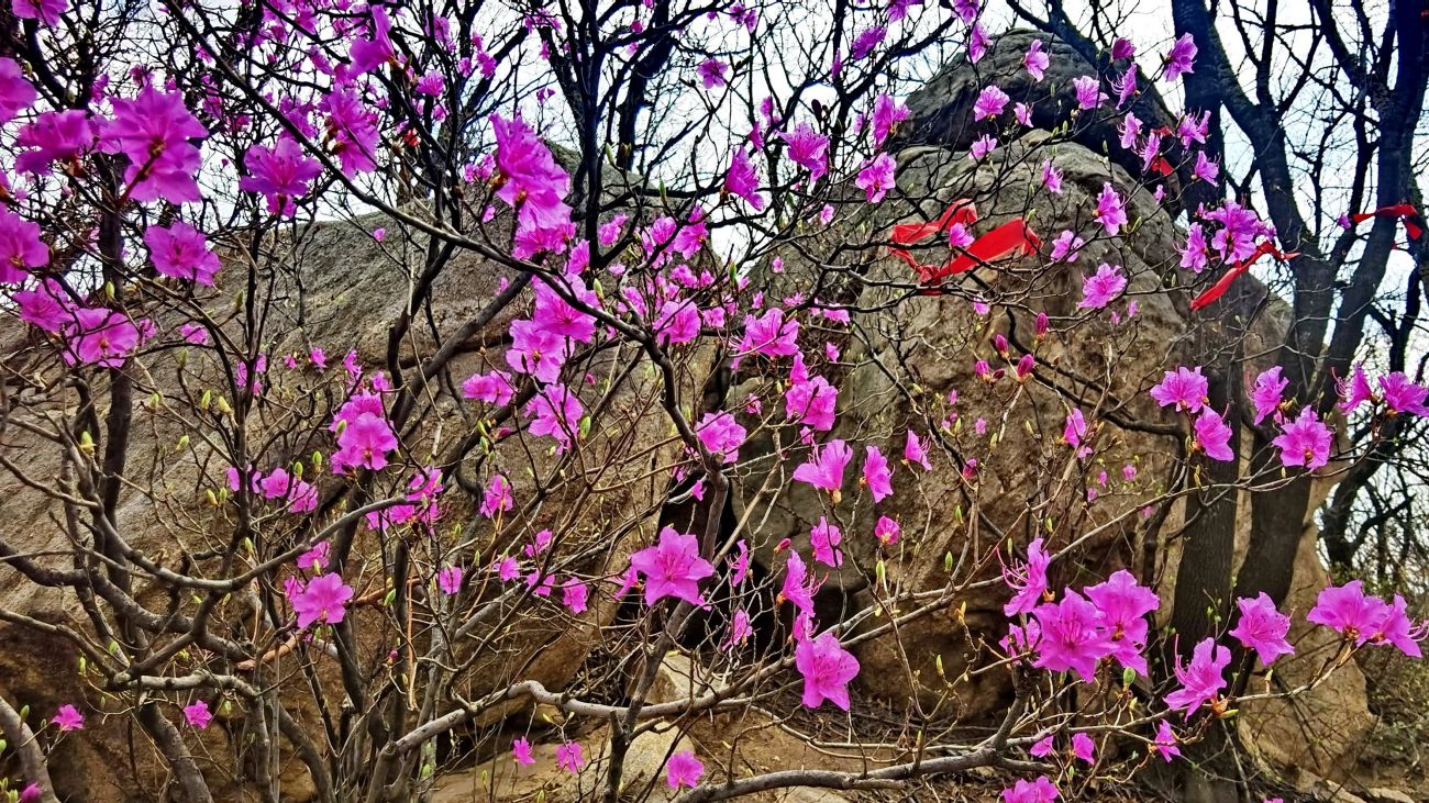 美景与住宿两不误，云蒙山山花节推荐住宿之精品山居酒店！