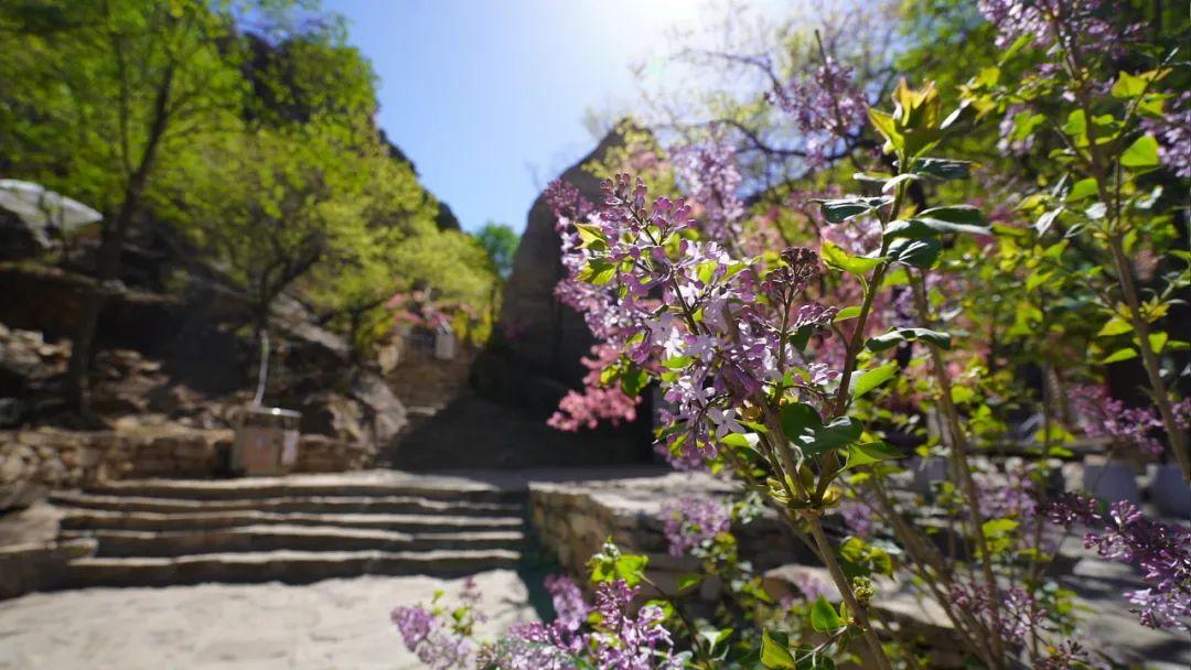 春暖花开浪漫时，约惠北京清凉谷风景区！