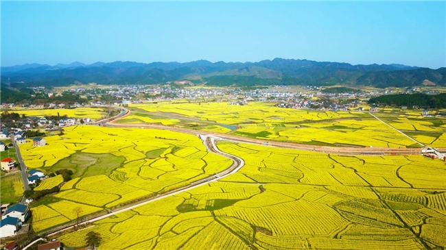 油菜花海，相约青春会同——2025湖南省油菜花节会同分会场活动亮点抢先看