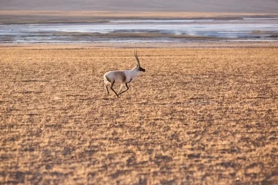 吸氧，或许正在成为高原旅游的“用电一样刚需”
