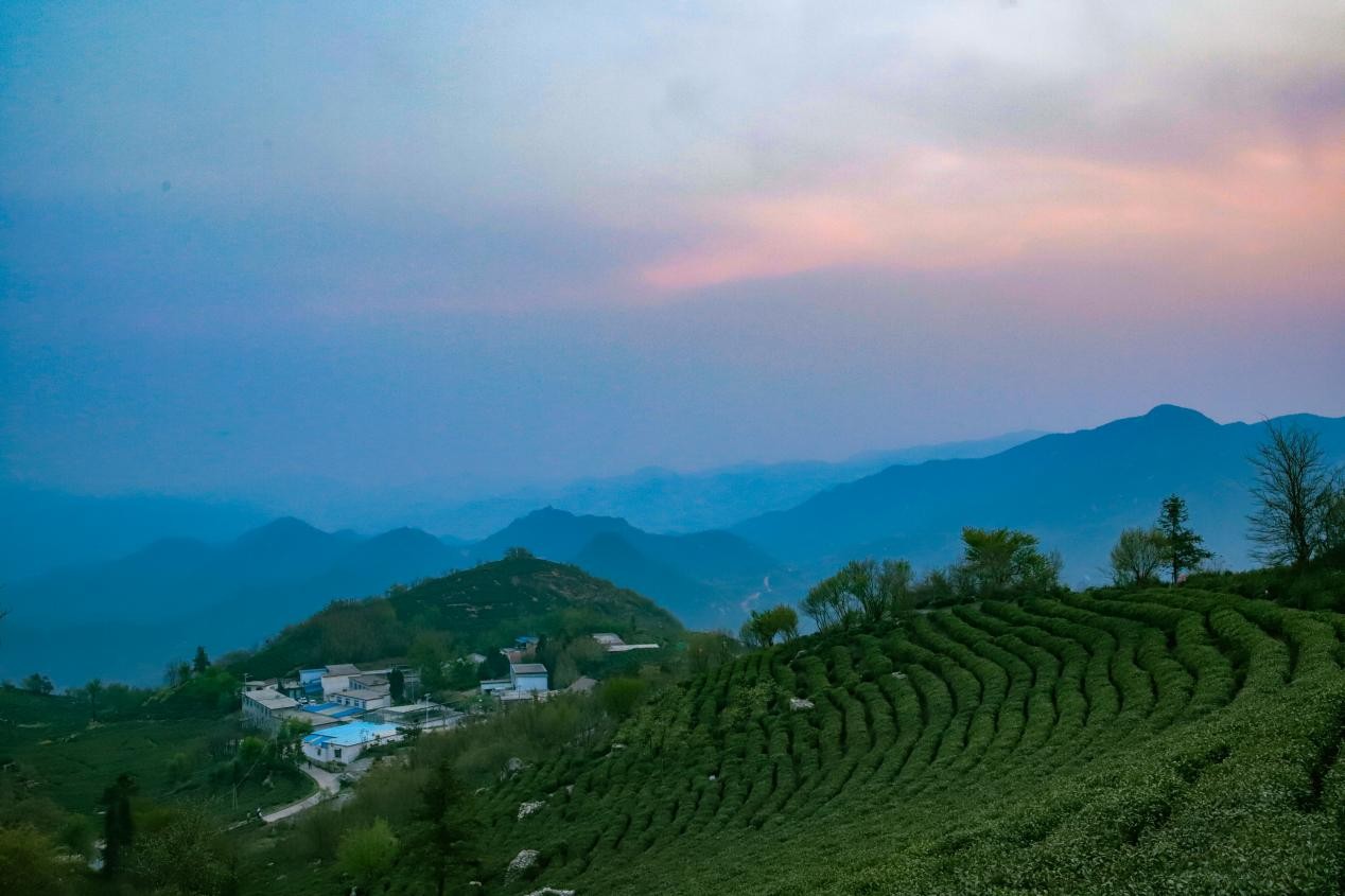 信阳毛尖正式开采,超级码科技股份区块链溯源体系全面应用核心产地