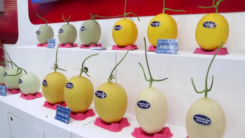 首届山东聊城莘县绿色蔬菜博览会开幕